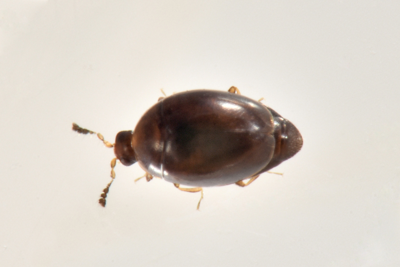 Corylophidae: Orthoperus sp? S.